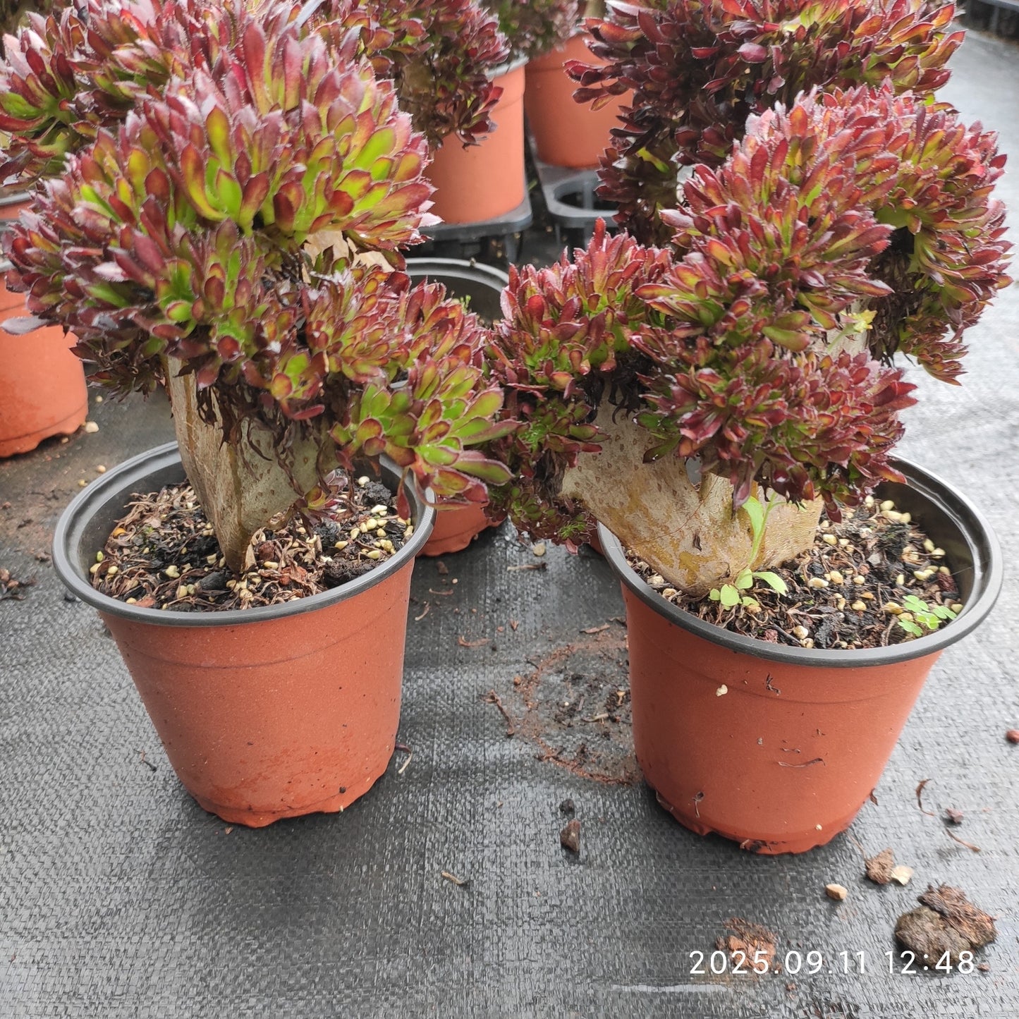 THH039 アエオニウムアルボレウム綴化（15cm pot）