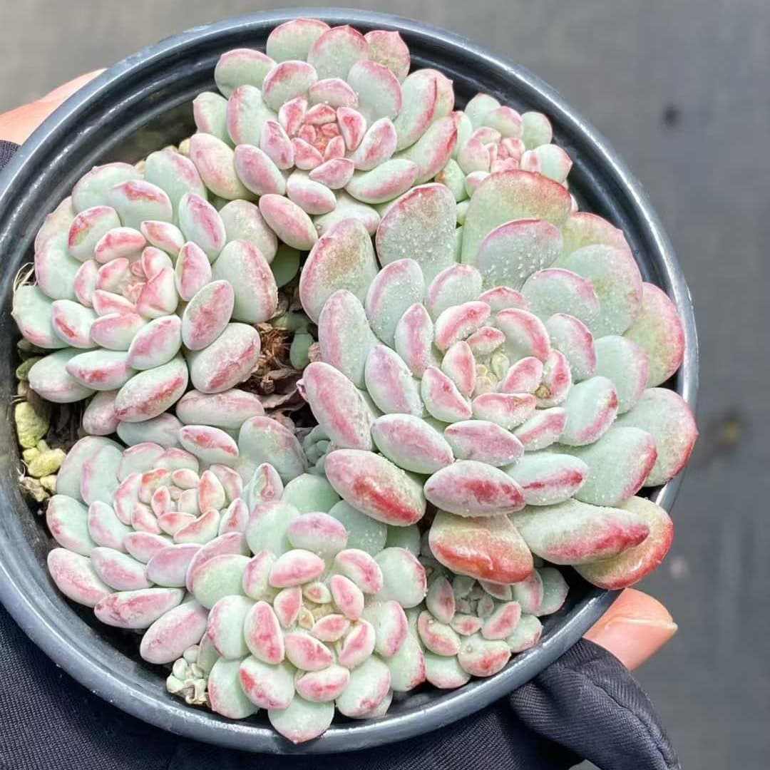 21628 ビーンスプラウト（9cm pot）