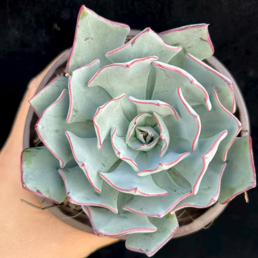 BL1883 ストリ口フローラノヴァ（11cm pot）