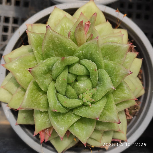 NGN517 リンカーン（50cm pot）