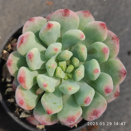MMT671 ブルーエルフ （5.5cm pot）