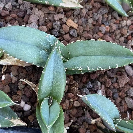 MH292 アガベ　チタノタ　柊月（5cm pot）