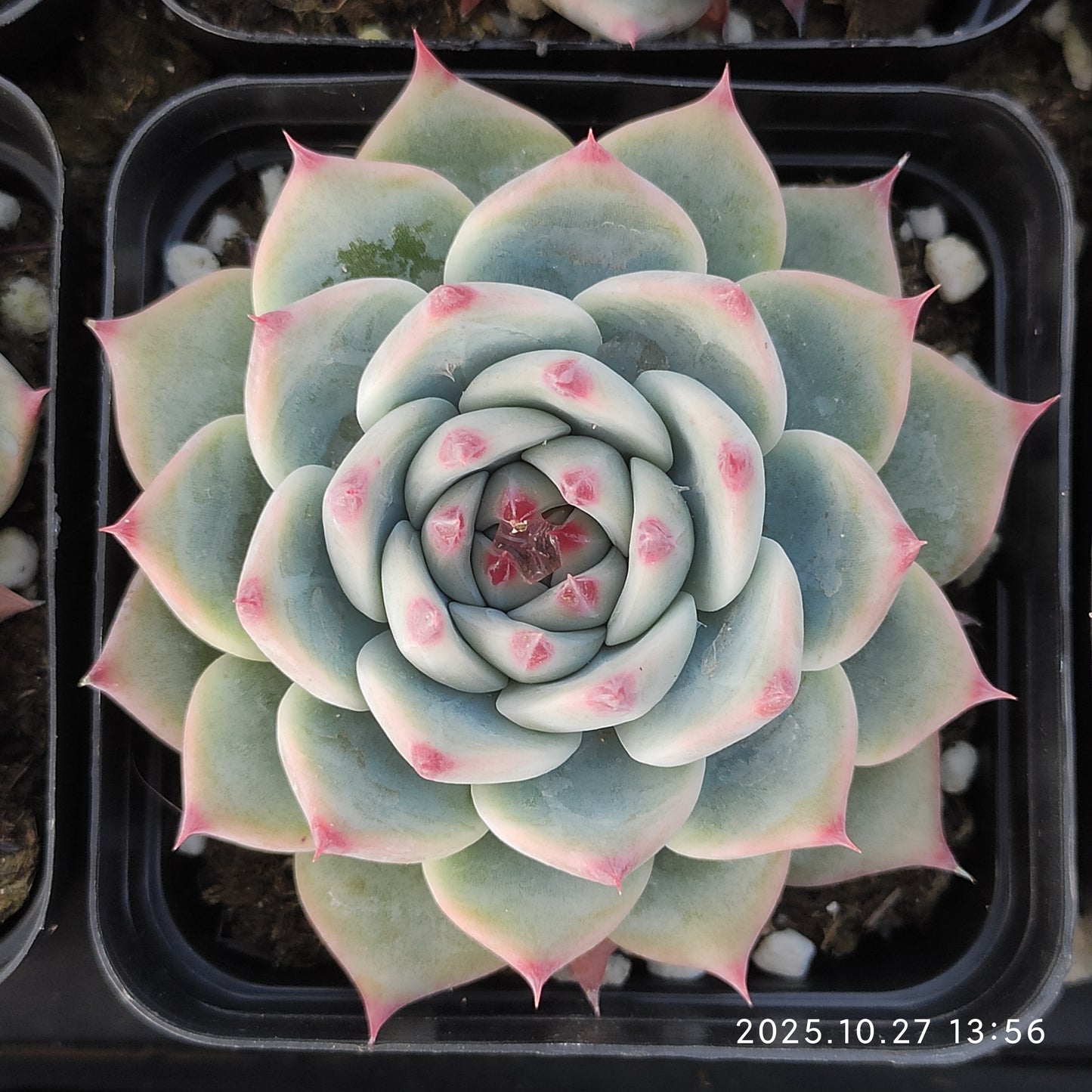 HG137 チワワエンシスHyb（7cm pot）