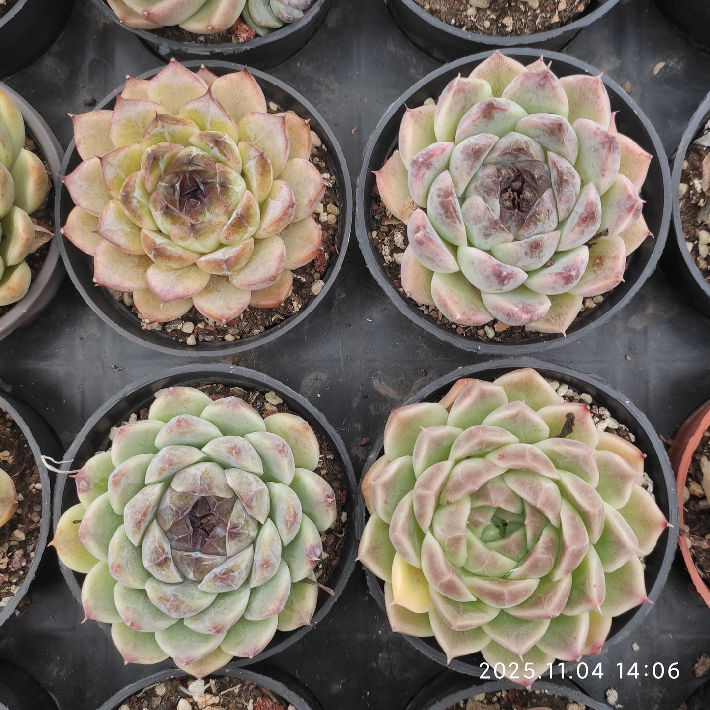 18906 ブラック　ローズ（9cm pot）