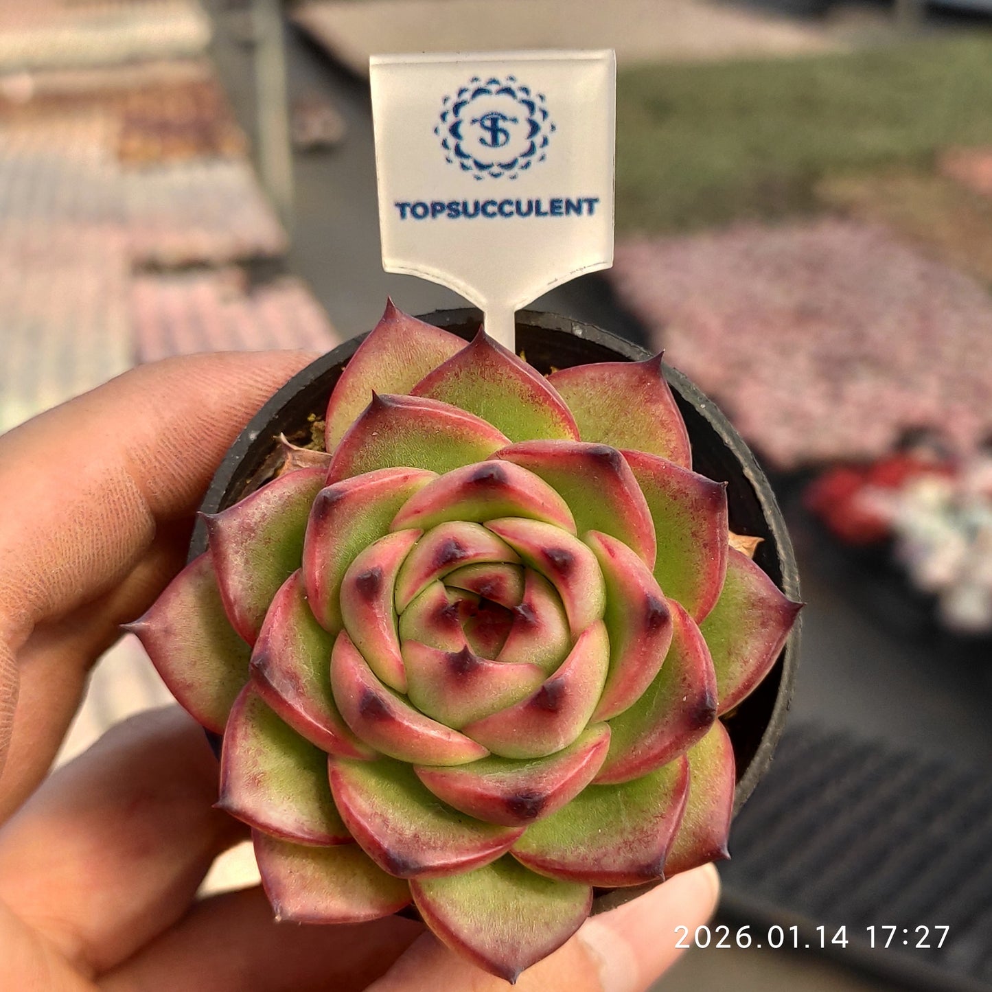 4513 ムーンストーン