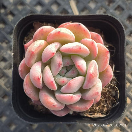 RDD293 スターマーク(6.5cm pot)