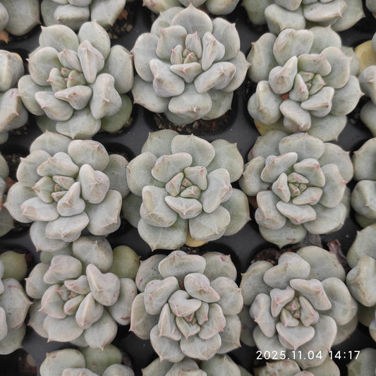 22296 スーパーミルク（3cm pot）（ポット苗）