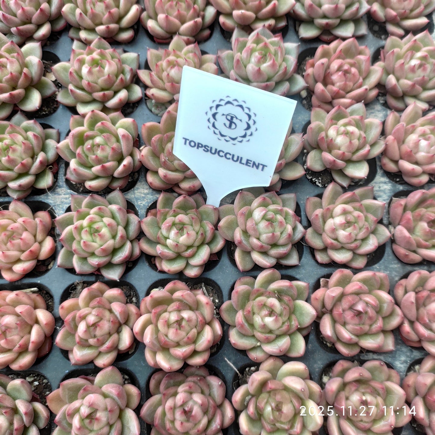 22397 クリアスカイジェニー