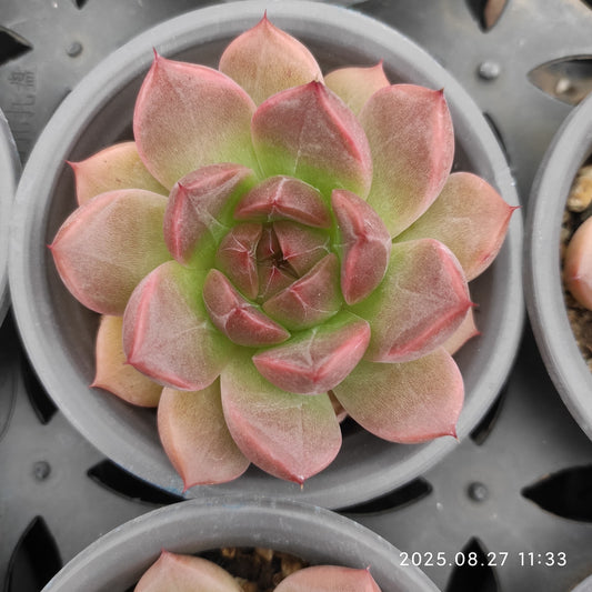 XQ1413 レッド　シャドー（7cm pot）
