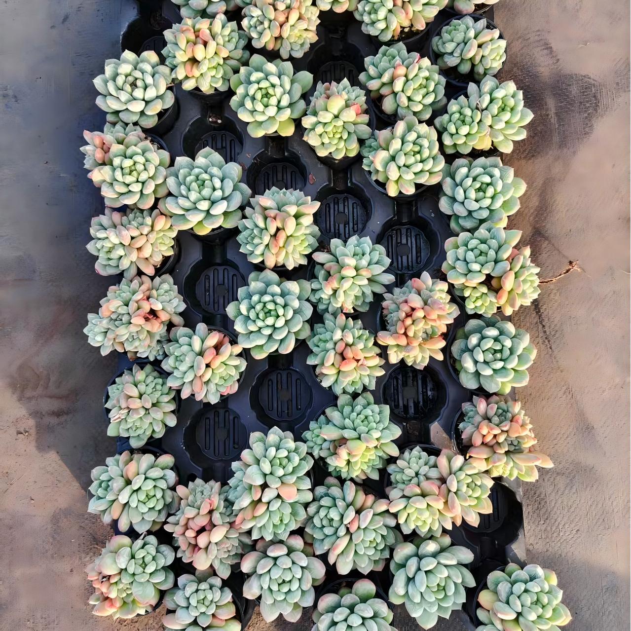 22249 アイスキャン（7cm pot）