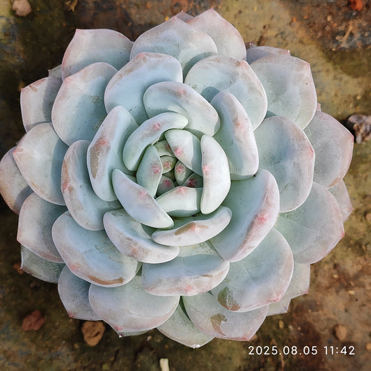 LXX002 オレンジモンロー（9cm pot）