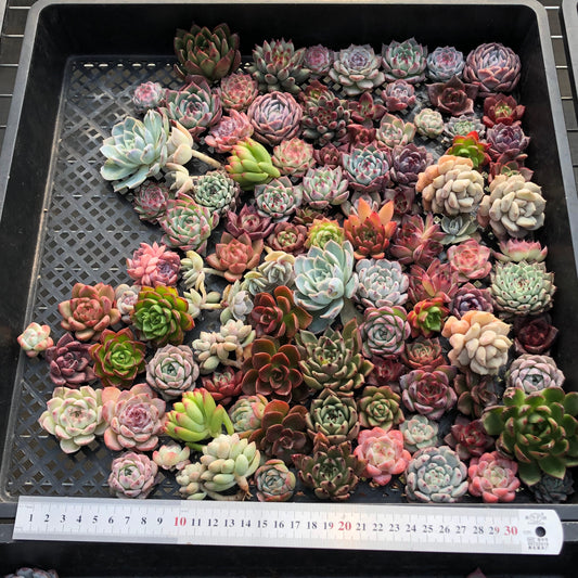 17856 ミックス苗（3cm pot）(穴トレー苗)17