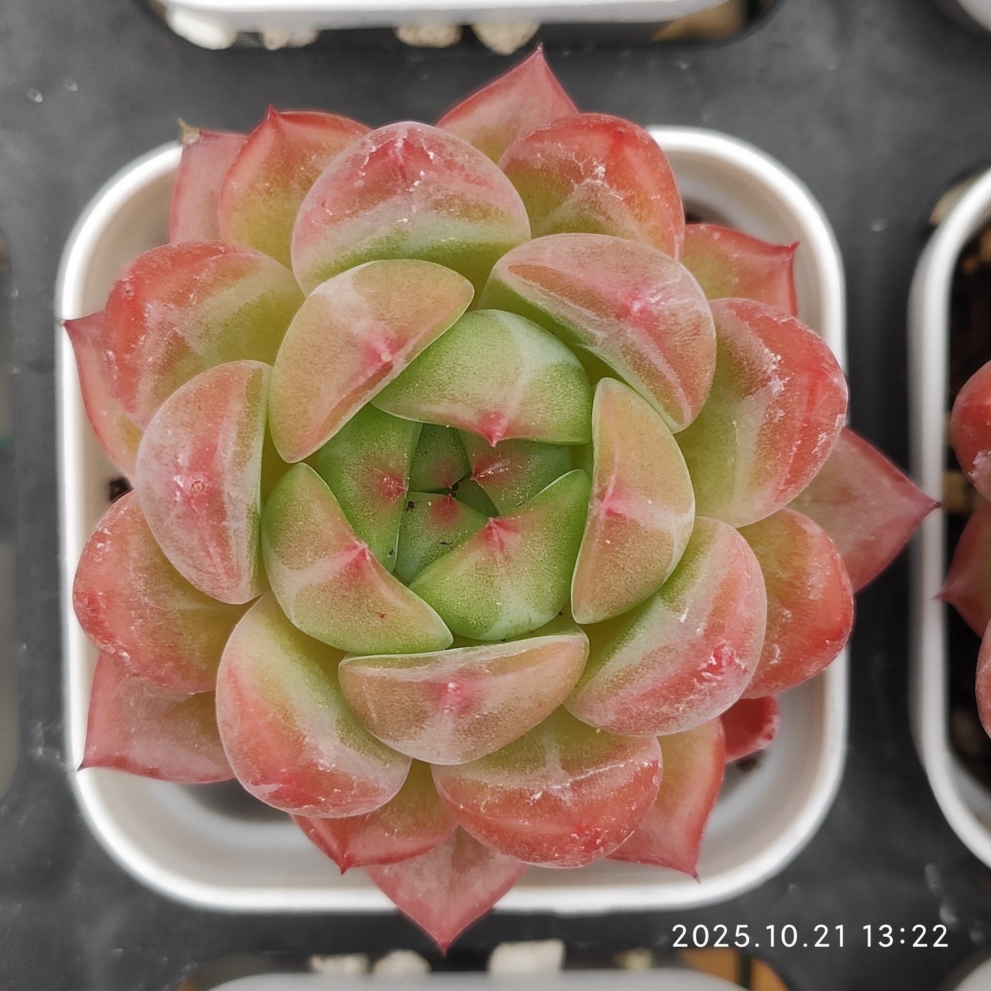 MMY1338 バギオ（5.5cm pot）