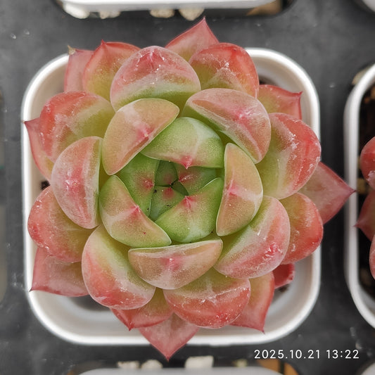 MMY1338 バギオ（5.5cm pot）