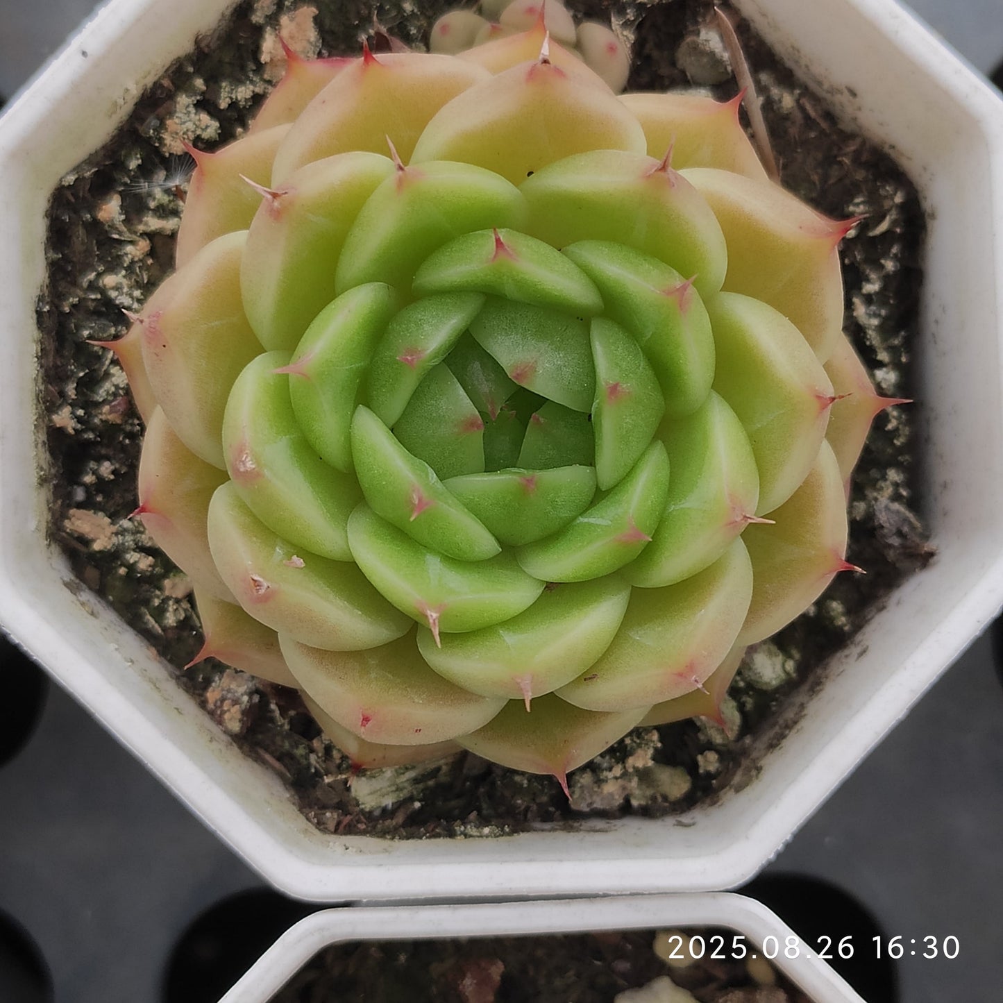 DQ096 ブループリント （7cm pot）