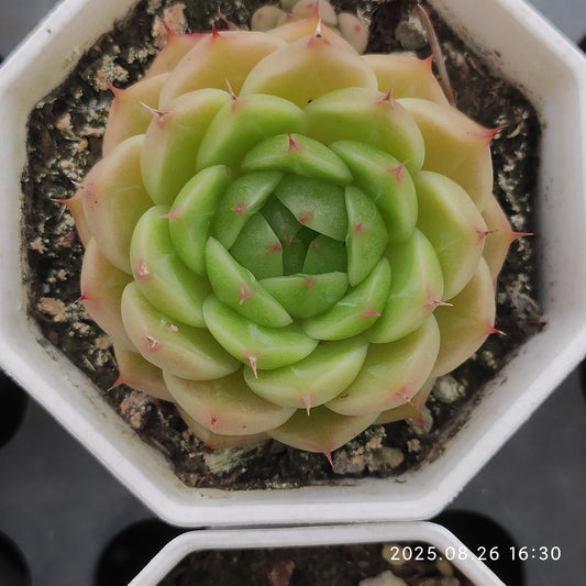 DQ096 ブループリント （7cm pot）