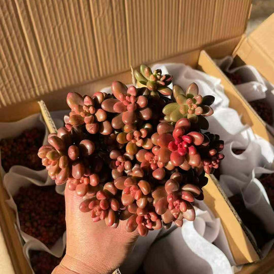 23559 ラブ　ビーンズ（12cm pot）