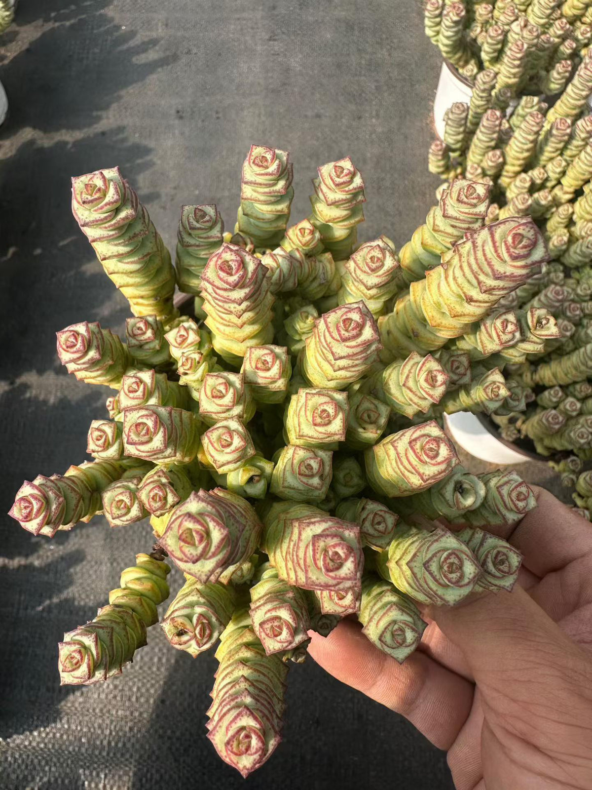 27371 パーフォーラッター