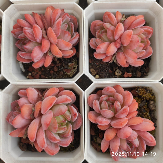 22595  スターマーク（6.5cm pot）