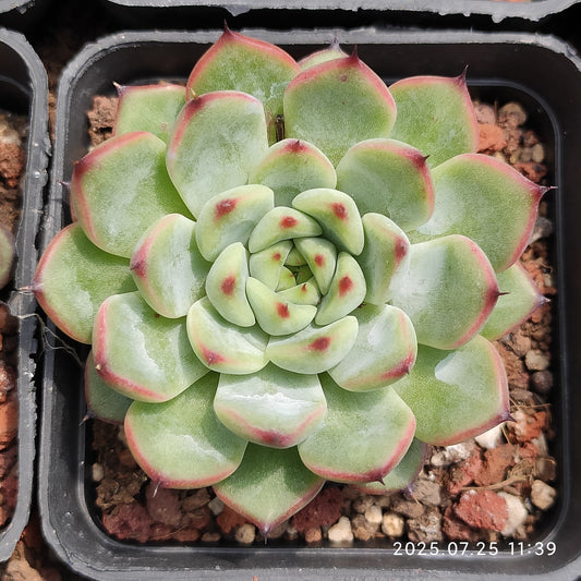 NGN559 スターライトジェニー（7cm pot）