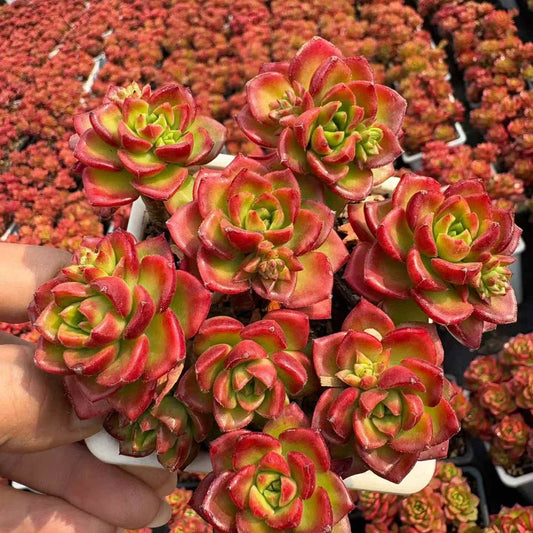 21409 ブラックナイト