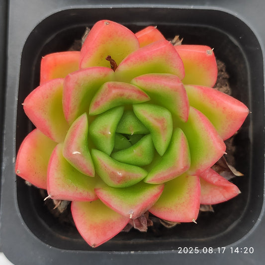LMM398 フロリディティHyb（6.5cm pot）
