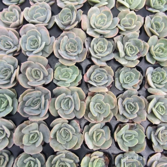 XS869 ブルーサプライズ（3cm pot)