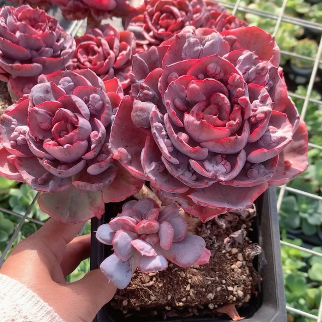 25707 レインドロップス錦