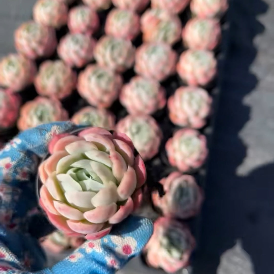 23651 ベリー（5cm pot）