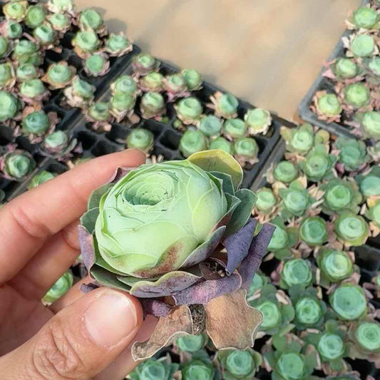 26677 アエオニウム  グアリミア