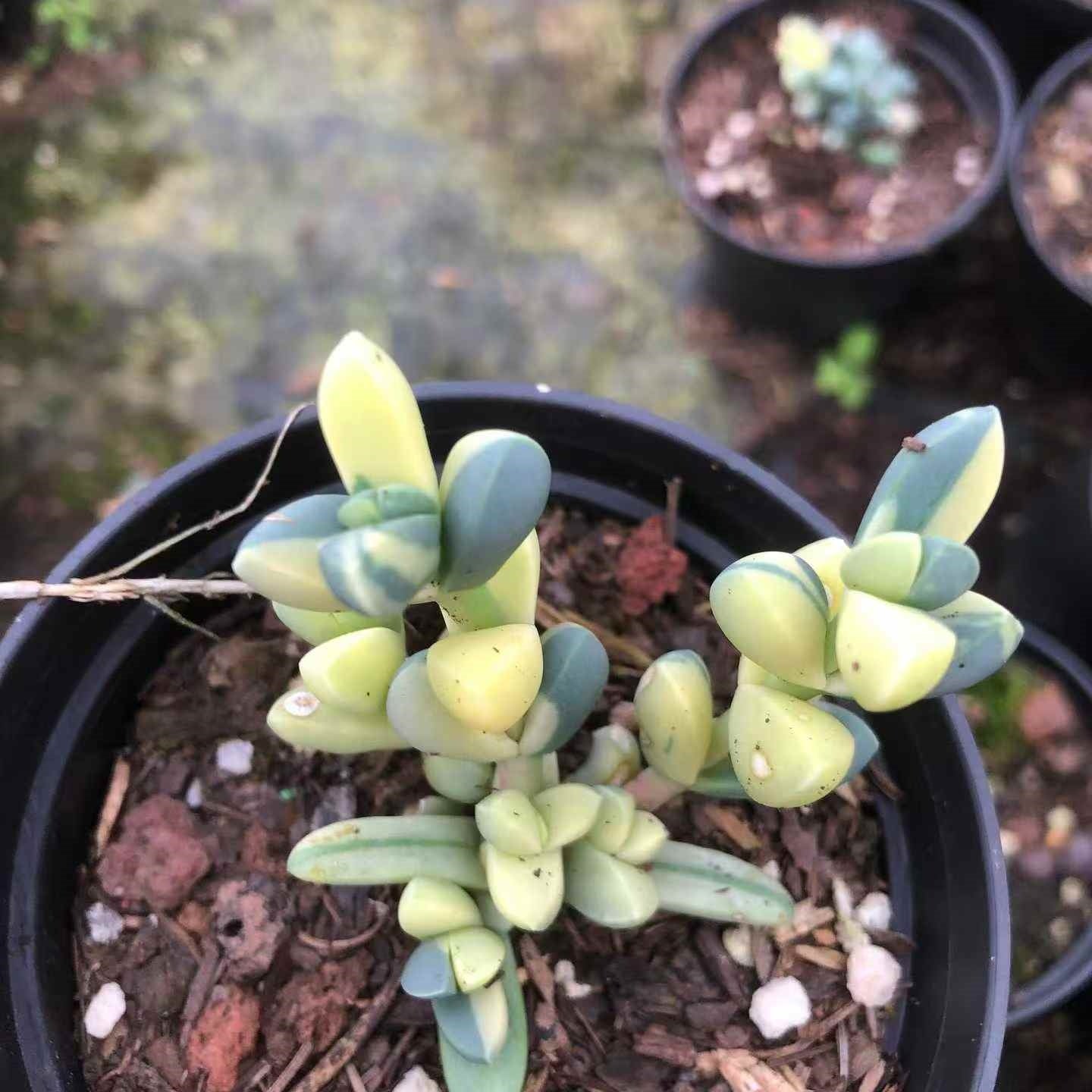 24456 ベラティナー錦 – Top Succulent®