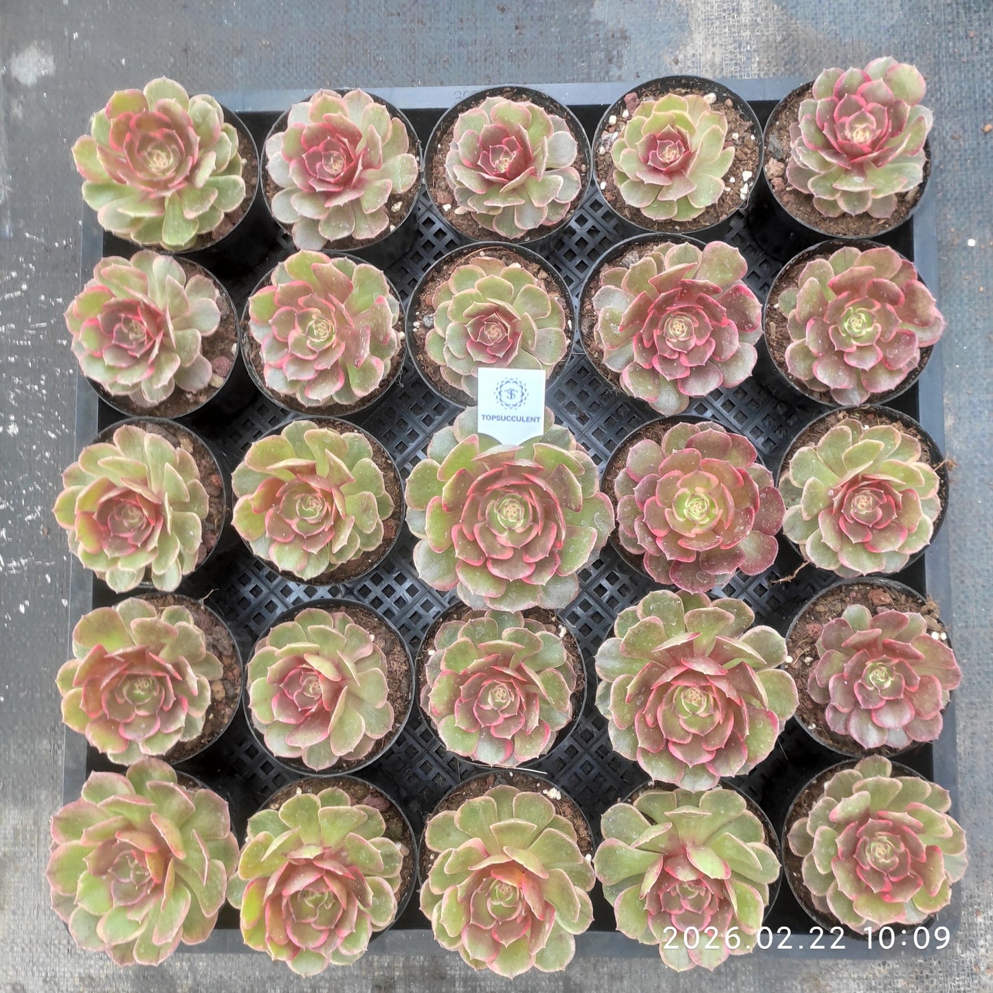 26094 バンクェット