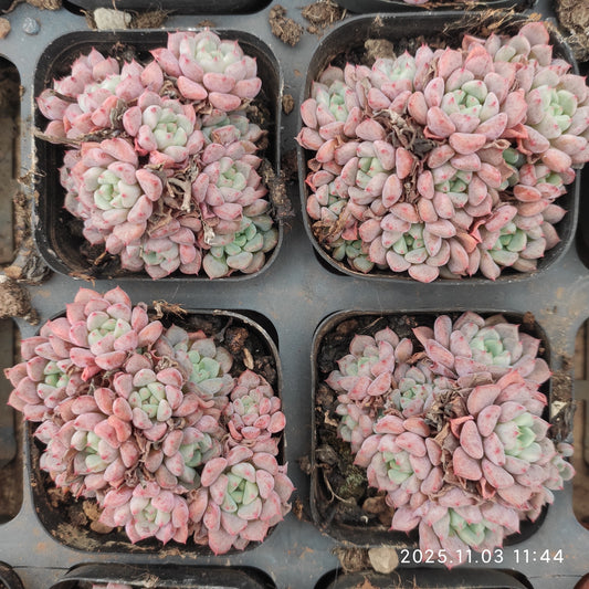 16381 マッチメーカー（6.5cm pot）