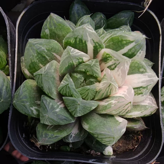 SJC420 大翠錦ダイスイニシキ（6.5cm pot）