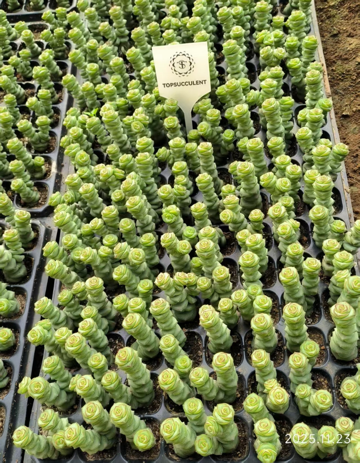 22406 クラッスラ ファンタジー（3cm pot）（ポット苗）