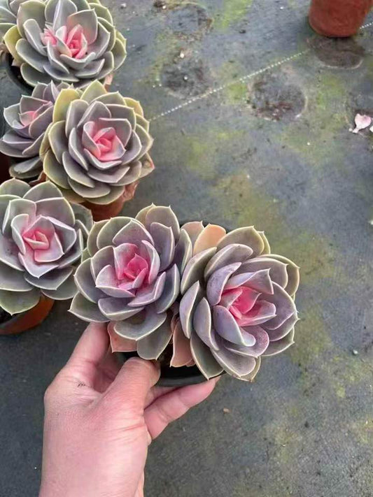 26506 パールフォンニュルンベルグ薬錦