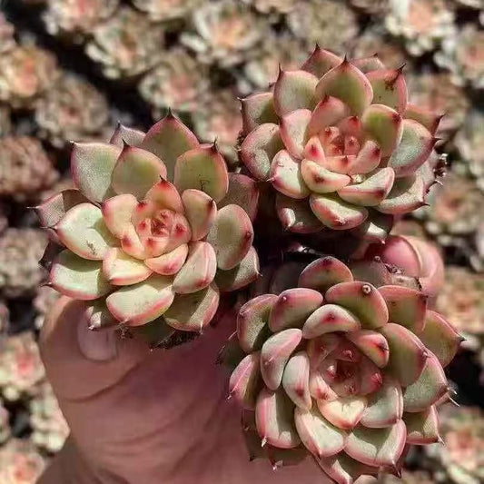 BL1996 スターライトジェニー（3cm pot）