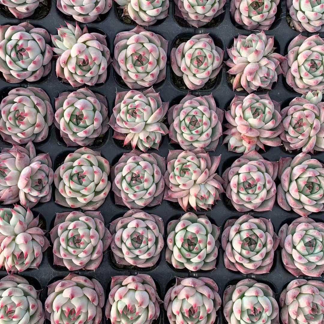 25403 チワワエンシス