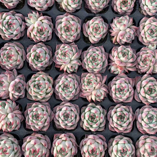 25403 チワワエンシス