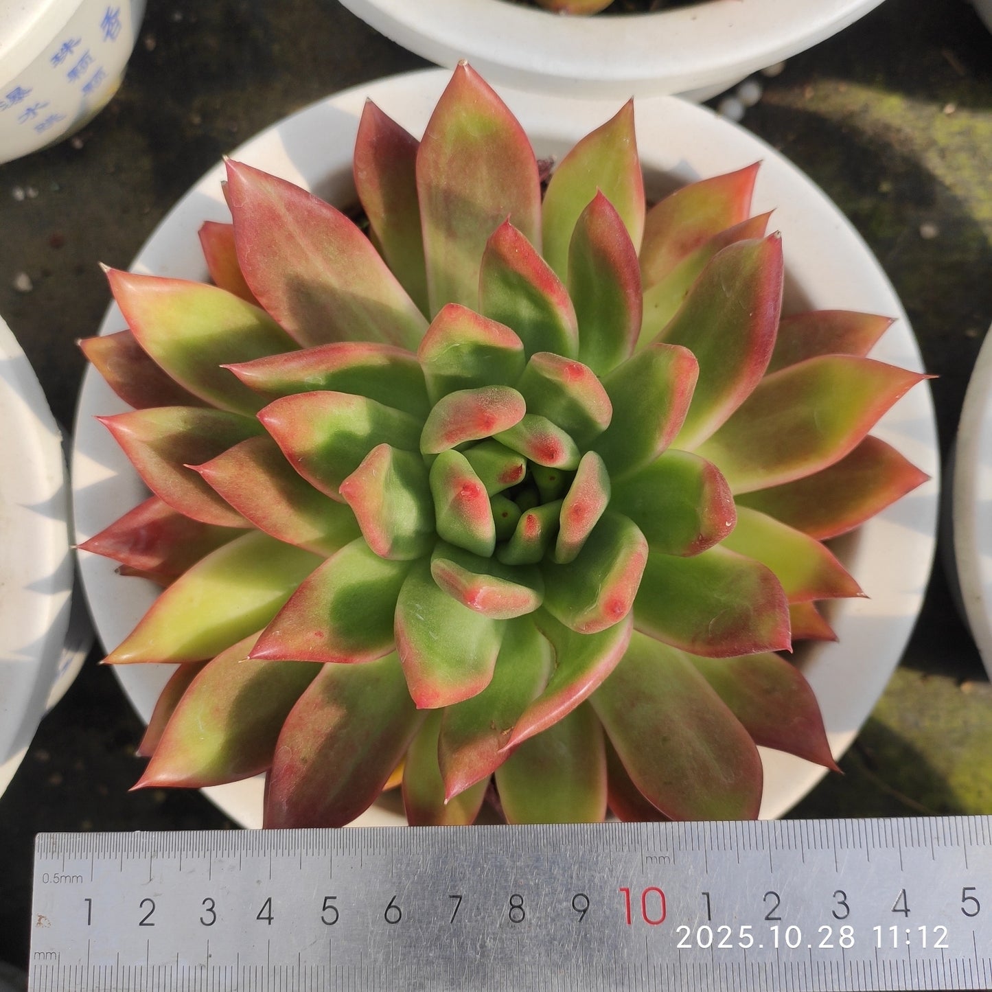 DQ186 フランク（18cm pot）