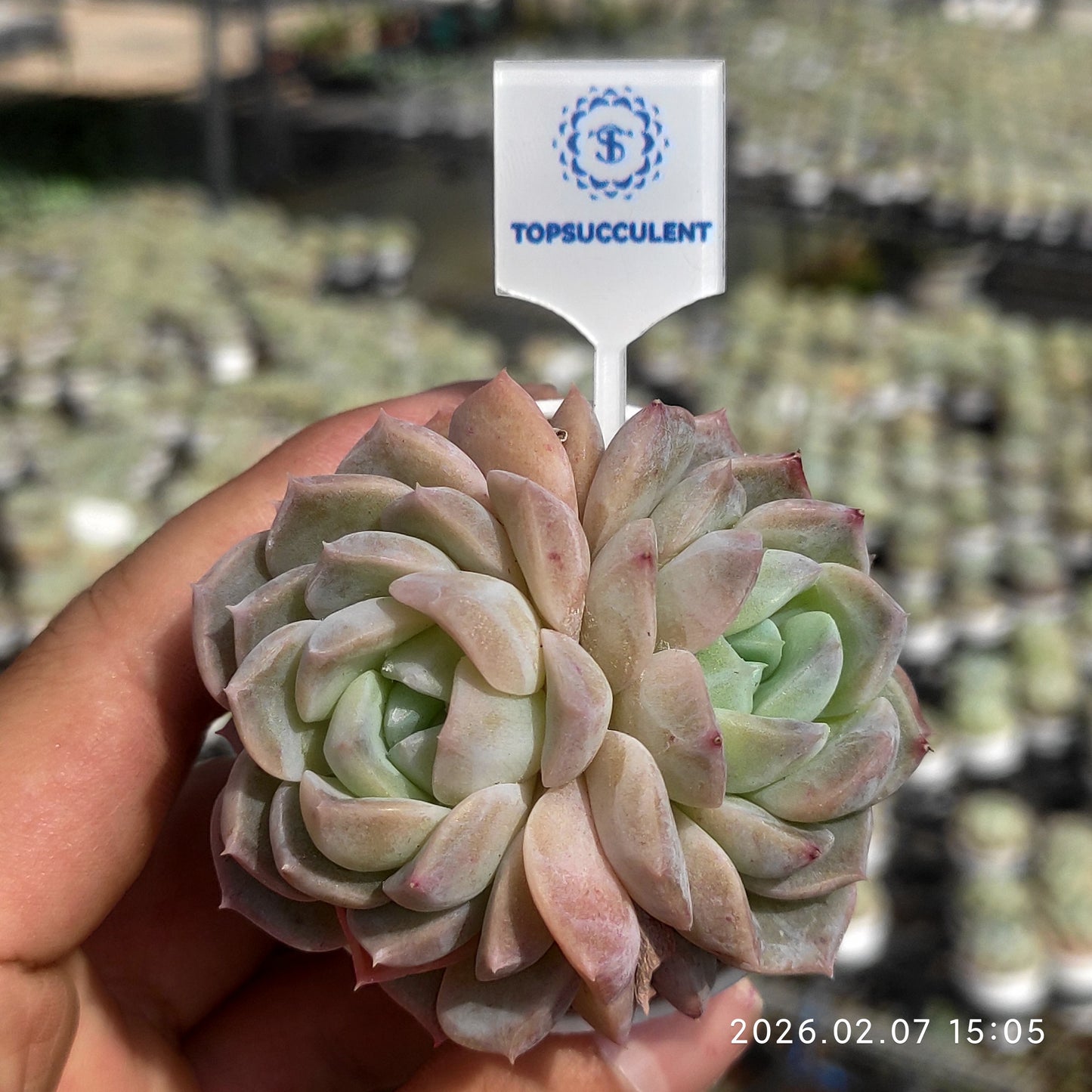 22867 フロスティング