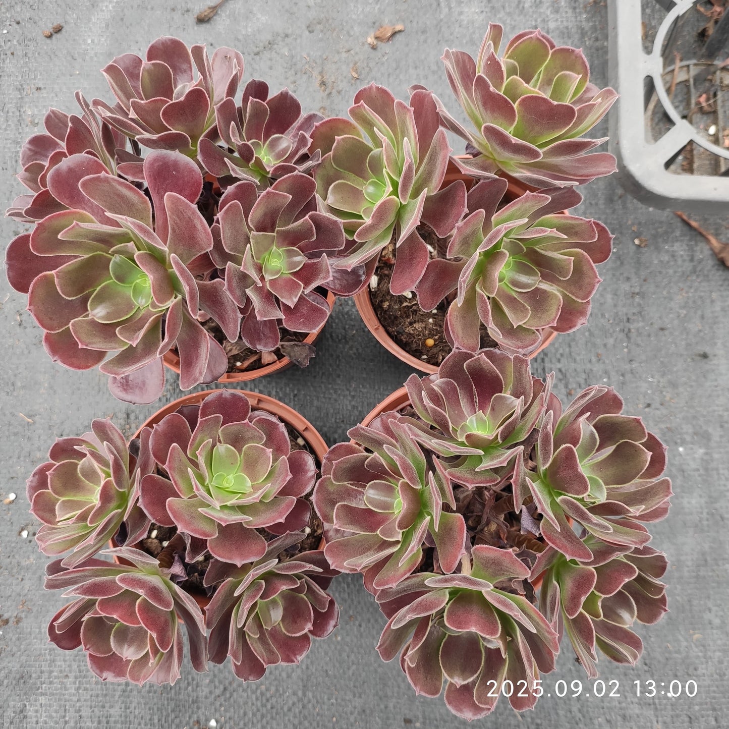 ZXX394 アーボーリーウム　ベルア（12cm pot）