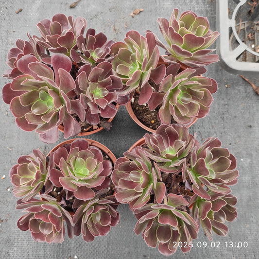 ZXX394 アーボーリーウム　ベルア（12cm pot）