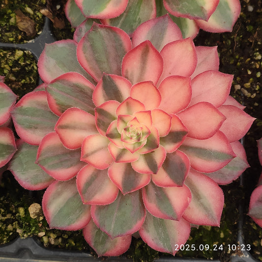 ON658 ブラック　デビル（10cm pot）