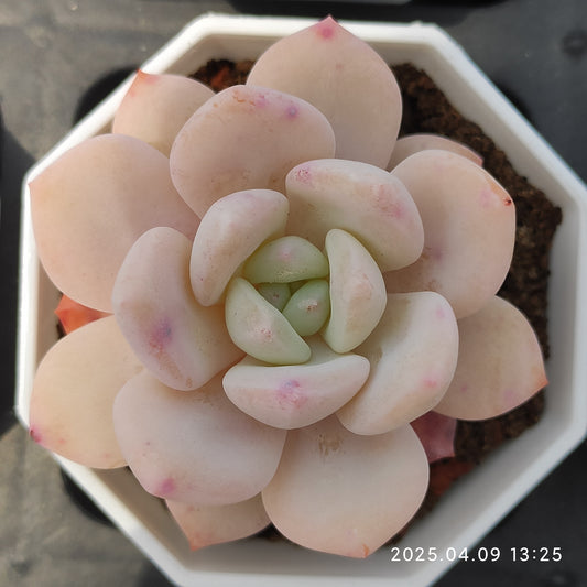 YBB203 アイス・ロリー（7cm pot）