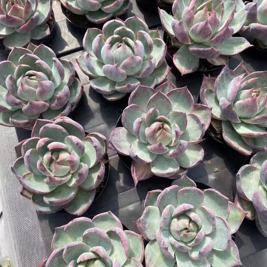 BL1846 カシオ（9cm pot）
