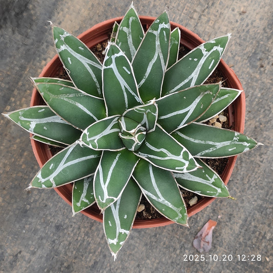 ZXX045 笹の雪（12cm pot）