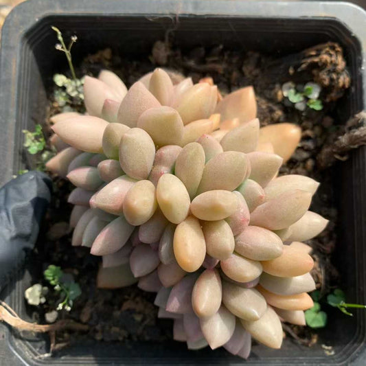 21158 ルビードナ綴化