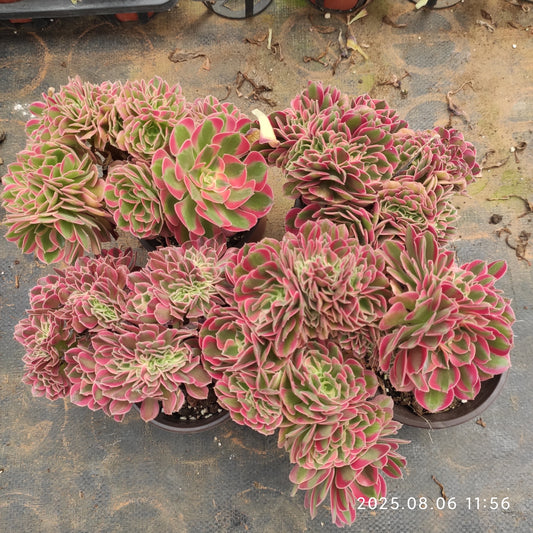 THH040 アエオニウム　ウィッチ綴化（12cm pot）