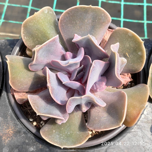 MMY1072 ラブ　パール（12.5cm pot）